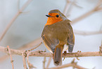 redbreast