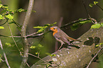 robin redbreast