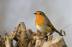 robin redbreast