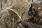 robin redbreast