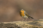 European robin