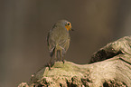 European robin