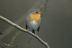 robin