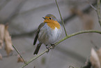 robin