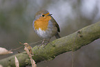 robin