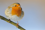 robin