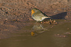 European robin