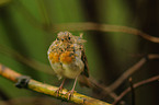 European robin