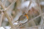 European robin