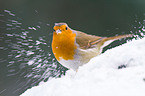 European robin