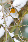 European robin