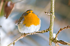 European robin