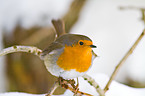 European robin