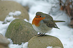 European robin