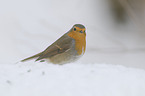 European robin