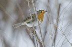 European robin