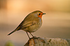 European robin