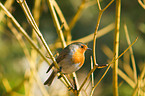 European robin