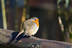 European robin