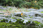 European robin