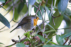 European robin