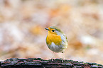 European robin