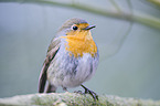 European robin