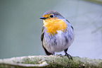 European robin