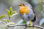 European robin