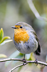 European robin