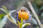 European robin