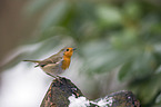 European robin