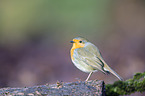 European robin