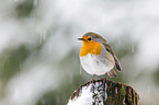 European robin