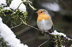 European robin