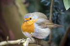 European robin