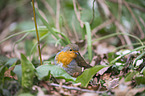 European robin