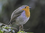 European robin