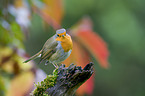 sitting European Robin