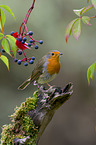 sitting European Robin