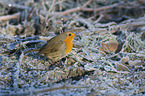 sitting European Robin