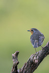 European robin sits on tree