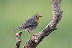 European robin sits on tree