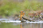 European Robin in the water