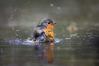 European Robin in the water