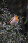 European robin