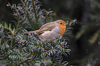 European robin