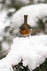 European robin