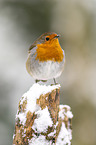 European robin