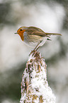 European robin